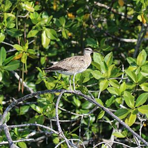 Whimbrel