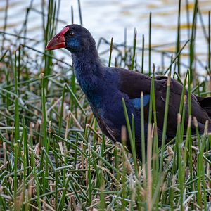 Australian Swamphen