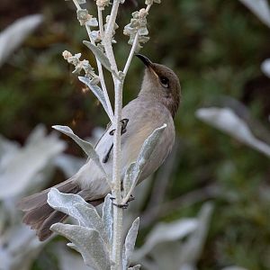 Brown Honeyeater