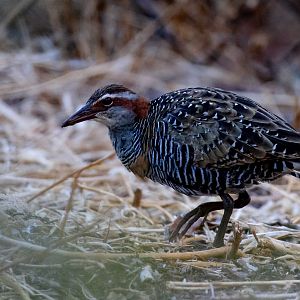 Buff-banded Rail