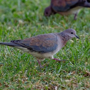 Laughing Dove