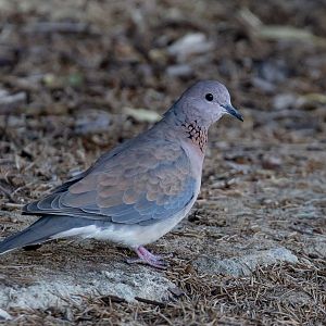 Laughing Dove