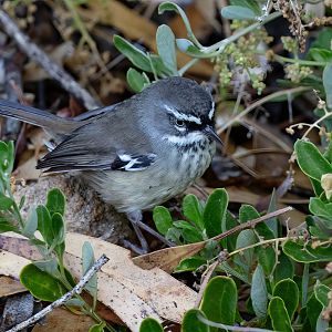 Spotted Scrubwren
