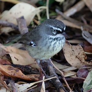 Spotted Scrubwren