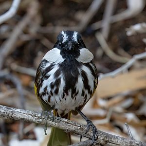 White-cheeked Honeyeater