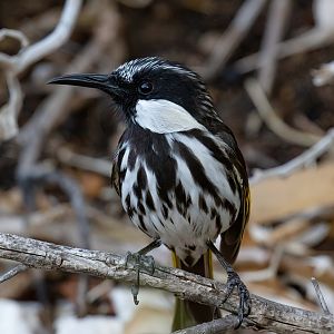 White-cheeked Honeyeater