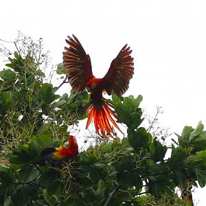 Scarlet Macaw