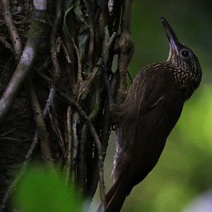 Cocoa Woodcreeper