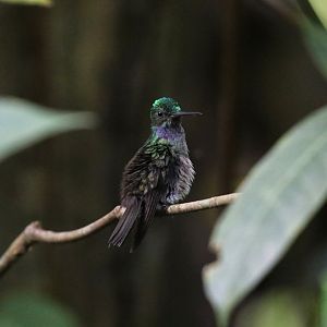 Charming Hummingbird