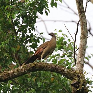 Grey-headed Chachalaca