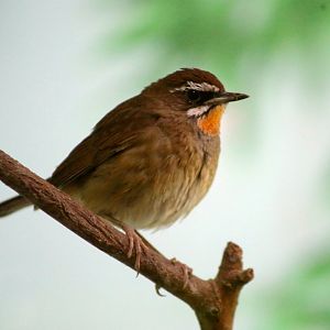 Siberian Rubythroat (Calliope calliope)