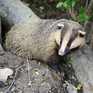 Asian Badger (Meles leucurus), Emerging from the Den