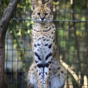 Serval