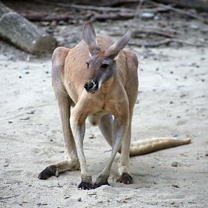 Red Kangaroo