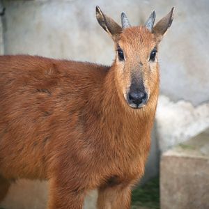 Red Goral (Naemorhedus baileyi)