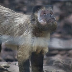 Bearded Capuchin (Sapajus libidinosus)