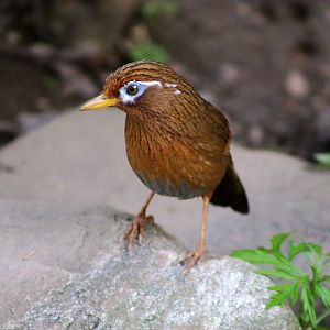 Chinese Hwamei (Garrulax canorus)