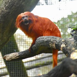 Golden Lion Tamarin (Leontopithecus rosalia)