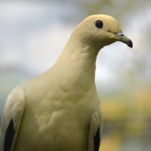 Pied Imperial Pigeon (Ducula bicolor)