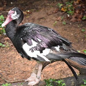 Black Spur-winged Goose (Plectropterus gambensis niger)