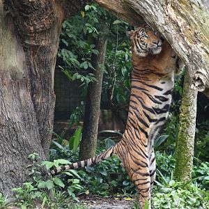 Malayan Tiger (Panthera tigris jacksoni)