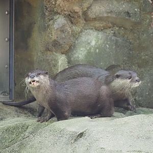 Asian Small-Clawed Otters