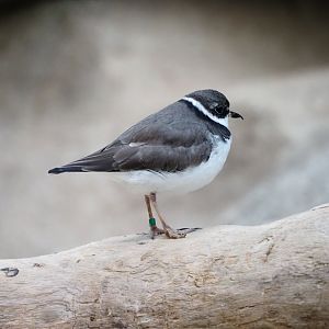Semipalmated Plover