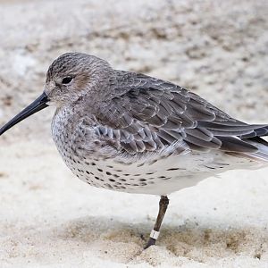 Dunlin