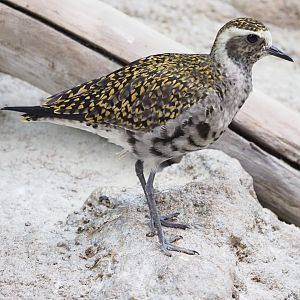 American (Or Pacific?) Golden Plover