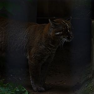 Asian golden cat (Catopuma temminckii)