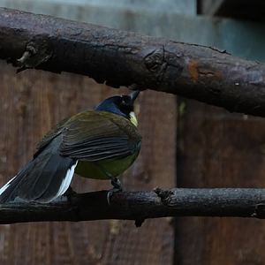 Blue-crowned laughingthrush (Pterorhinus courtoisi)