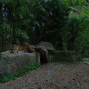 Main tiger enclosure
