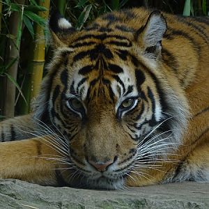 Sumatran tiger (Panthera tigris sumatrae)