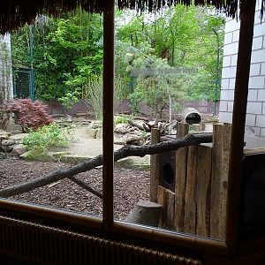 Striped skunk enclosure