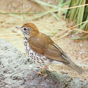 Wood Thrush