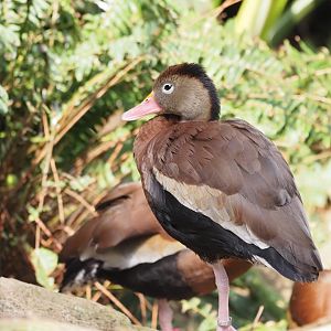 Black-Belled Whistling Duck