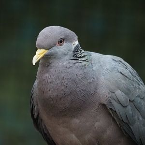 Band-Tailed Pigeon 1