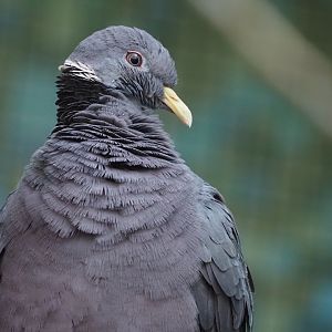 Band-Tailed Pigeon 2