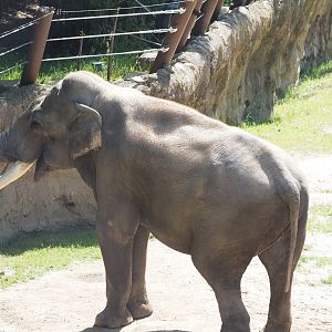 Asian Elephant 1