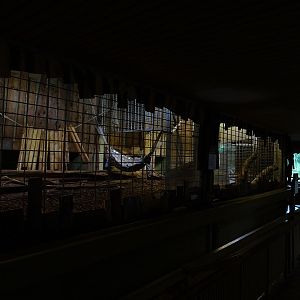 Lion enclosure, indoors (Carnivore House)