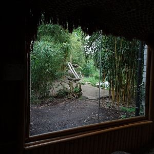 Lion enclosure, seen from inside the Carnivore House