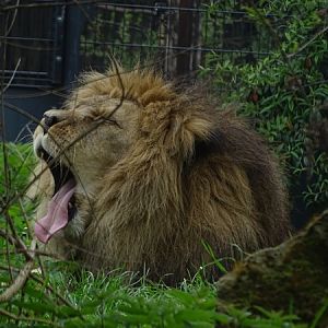 Lion (Panthera leo)