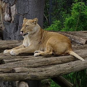 Lion (Panthera leo)