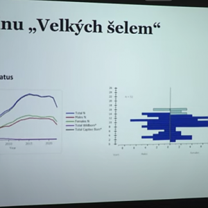 European clouded leopard population