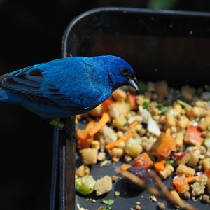 Indigo Bunting