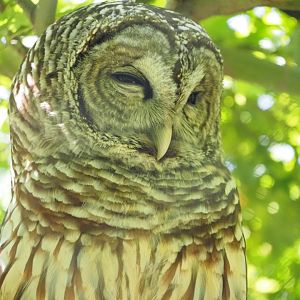 Barred Owl 1