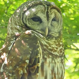Barred Owl 2