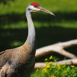 Sandhill Crane