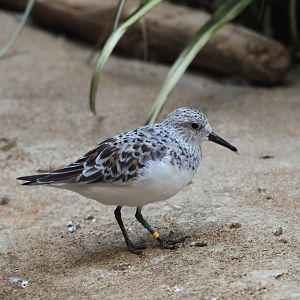 Sanderling