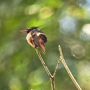 Black-crested Coquette